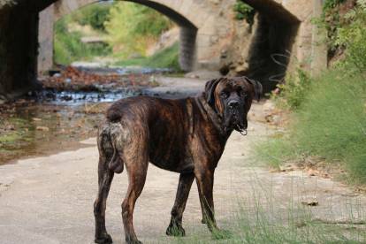 Un Cane Corso en balade