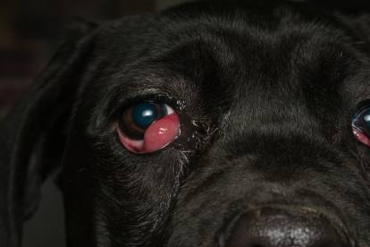 Un chien Cane Corso malade