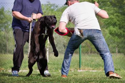 Un chien Cane Corso s'entrainant à attaquer
