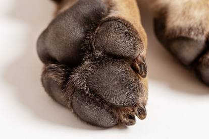 Zoom sur une patte d'un Cane Corso