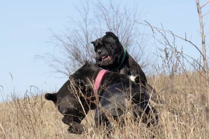 Deux Cane Corso en train de se battre