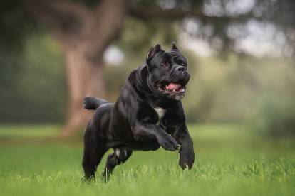 Cane Corso courant à pleine allure dans l'herbe