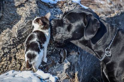 Un Cane Corso noir reniflant un petit chat 