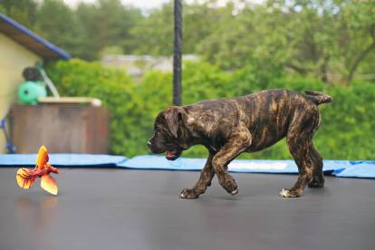 Un Cane Corso jouant avec un faux oiseau sur un trampoline