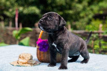 Un chiot Cane Corso assis sur une table à côté d'un panier de fleurs