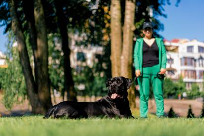 Un Cane Corso allongé dans l'herbe et tenu en laisse par son propriétaire qui se tient en arrière-plan