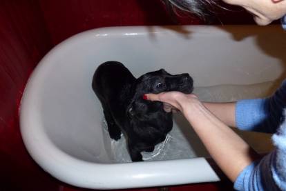 Un chiot Cane Corso en train de prendre un bain