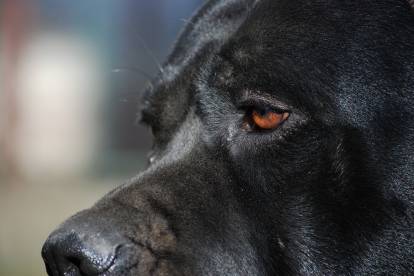 Zoom sur l'oeil d'un Cane Corso