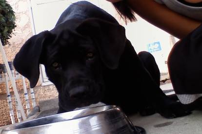 Un chiot Cane Corso devant une gamelle en métal