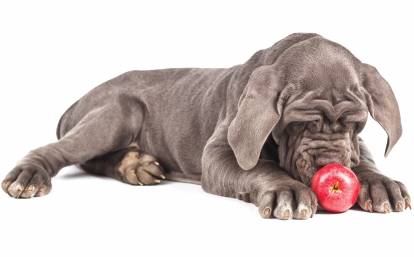 Cane Corso jouant avec une pomme