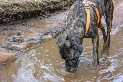 Cane Corso buvant dans une flaque d'eau