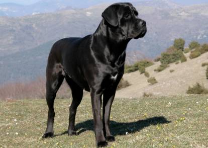 Un Cane Corso noir debout sur une colline