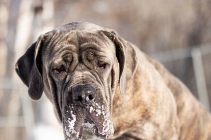 Un Cane Corso assis dans la neige 