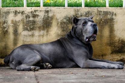 Cane Corso noir allongé sur le pavé devant un muret