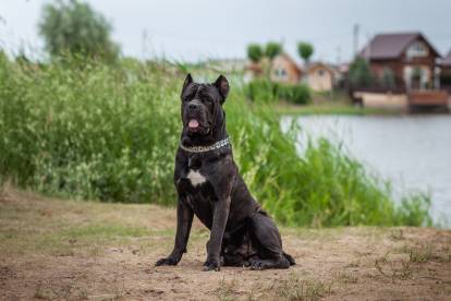 Cane Corso noir assis devant un lac, avec des maisons en arrière-plans 