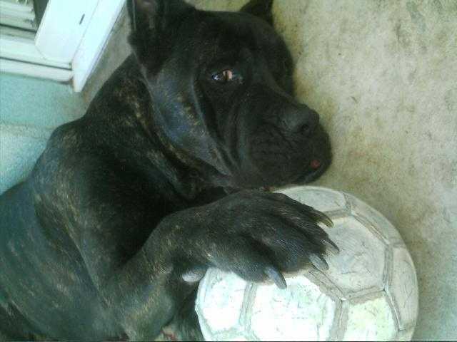 Attila Cane Corso - Cane Corso