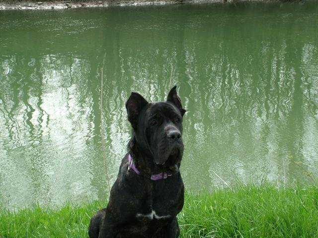 ATTILA Cane corso - Cane Corso