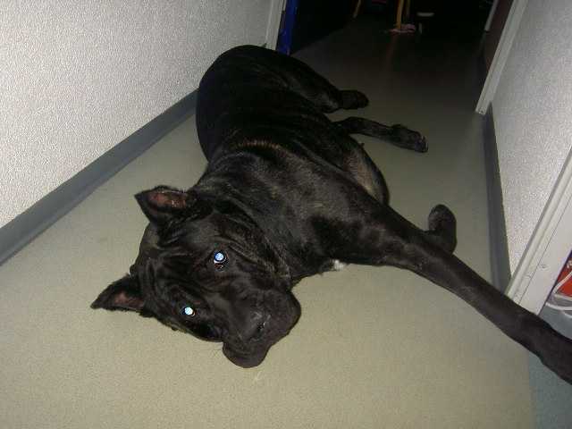 ATTILA Cane Corso - Cane Corso