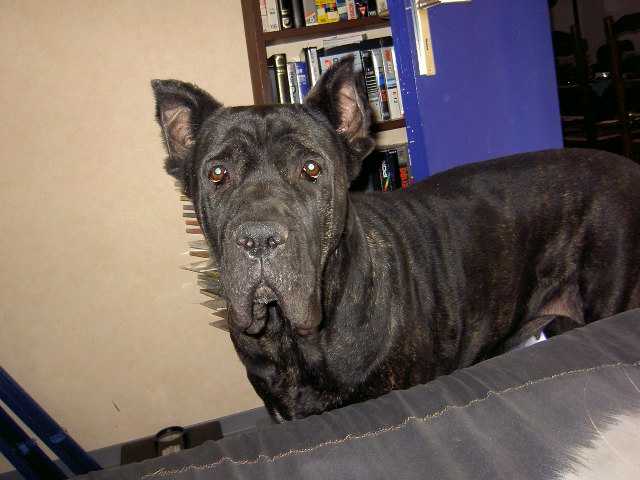 cane corso attilla - Cane Corso