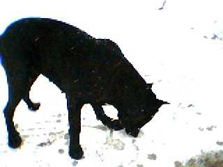 ATTILA Cane Corso - Cane Corso