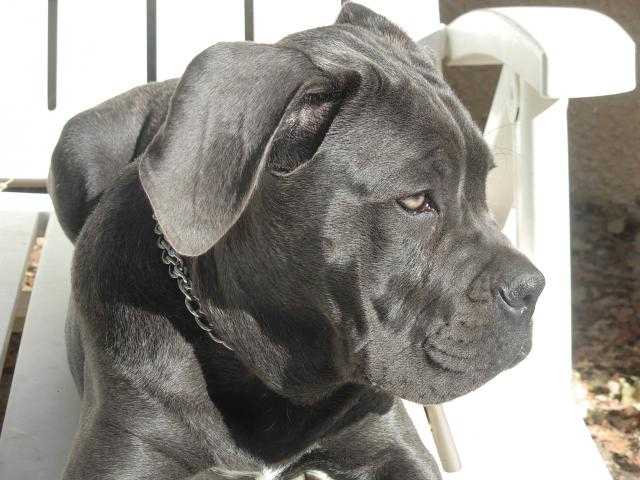 cane corso - Cane Corso