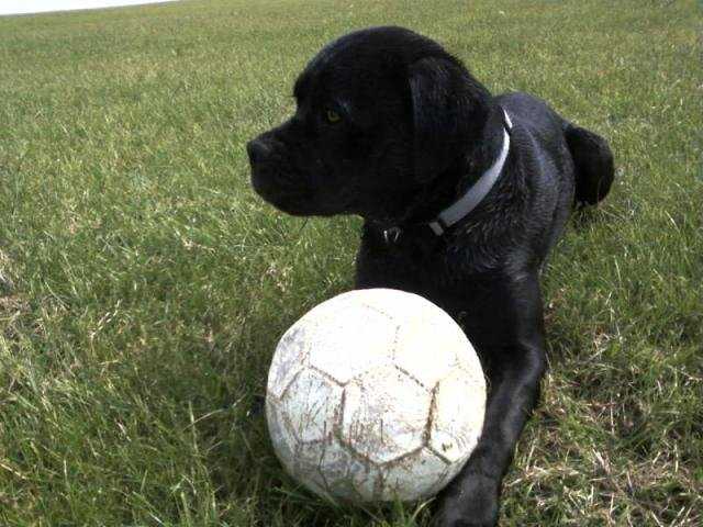 cane corso - Cane Corso