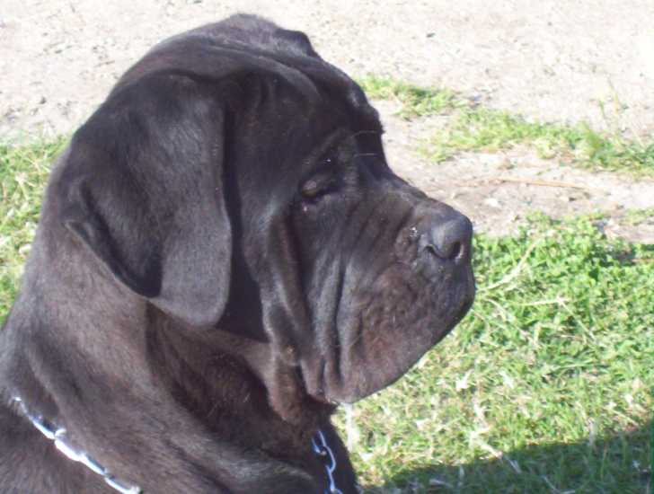 Uty - Cane Corso (7 mois)