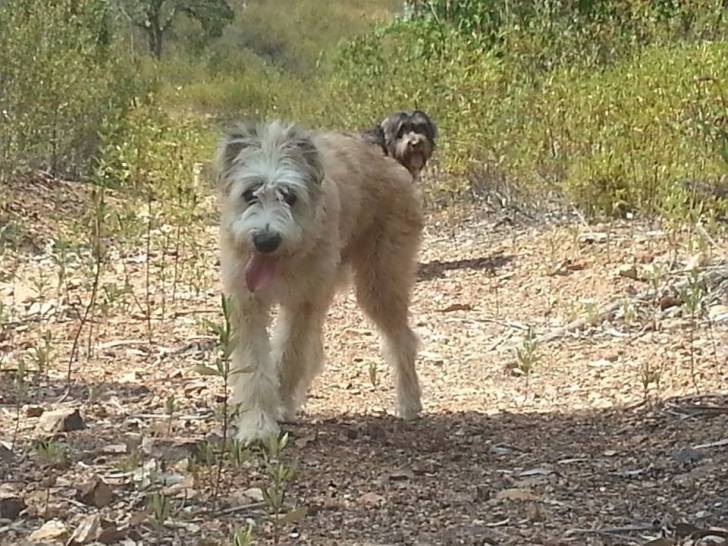 Photo Barbado da Terceira