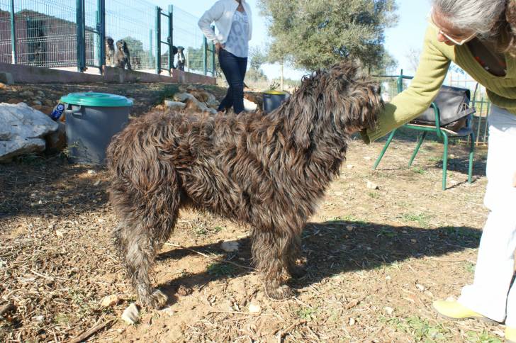 Photo Barbado da Terceira