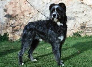 Photo Barbado da Terceira