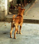 Photo Chien de Phu Quoc