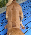 Photo Chien de Phu Quoc