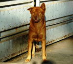 Photo Chien de Phu Quoc