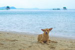 Photo Chien de Phu Quoc