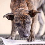 Blizzard - Chien de Phu Quoc