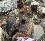 Ice - Chien de Phu Quoc