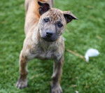 Rain - Chien de Phu Quoc