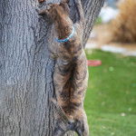 Rain - Chien de Phu Quoc