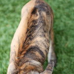 Rain - Chien de Phu Quoc