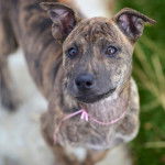 Storm - Chien de Phu Quoc