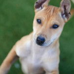 Sunshine - Chien de Phu Quoc