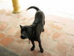 Photo Chien de Phu Quoc