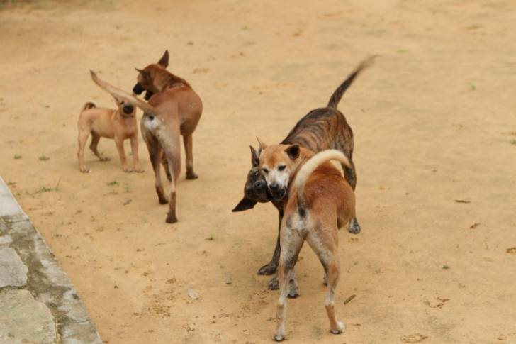 Photo Chien de Phu Quoc