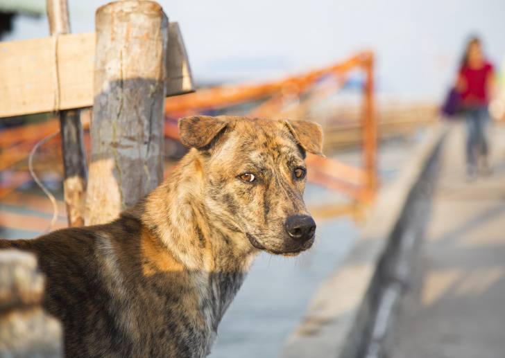 Photo Chien de Phu Quoc