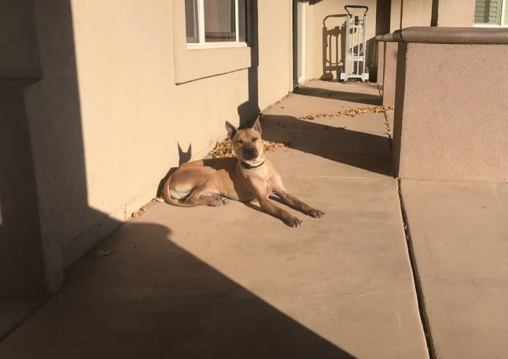Freedom - Chien de Phu Quoc