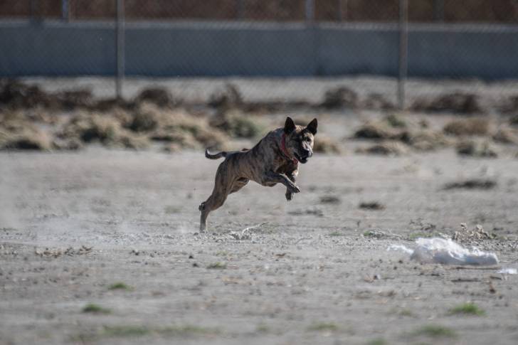 Photo Chien de Phu Quoc