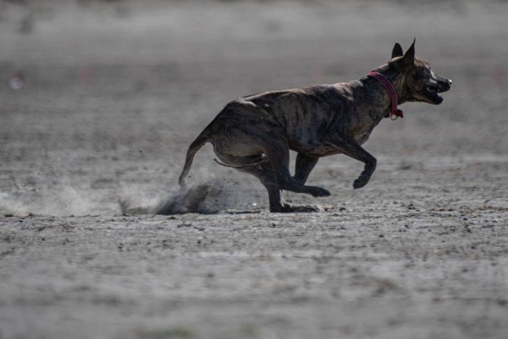 Photo Chien de Phu Quoc