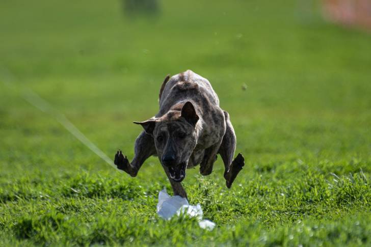 Photo Chien de Phu Quoc