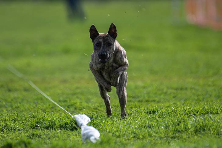 Photo Chien de Phu Quoc