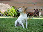 Photo Toy Fox Terrier